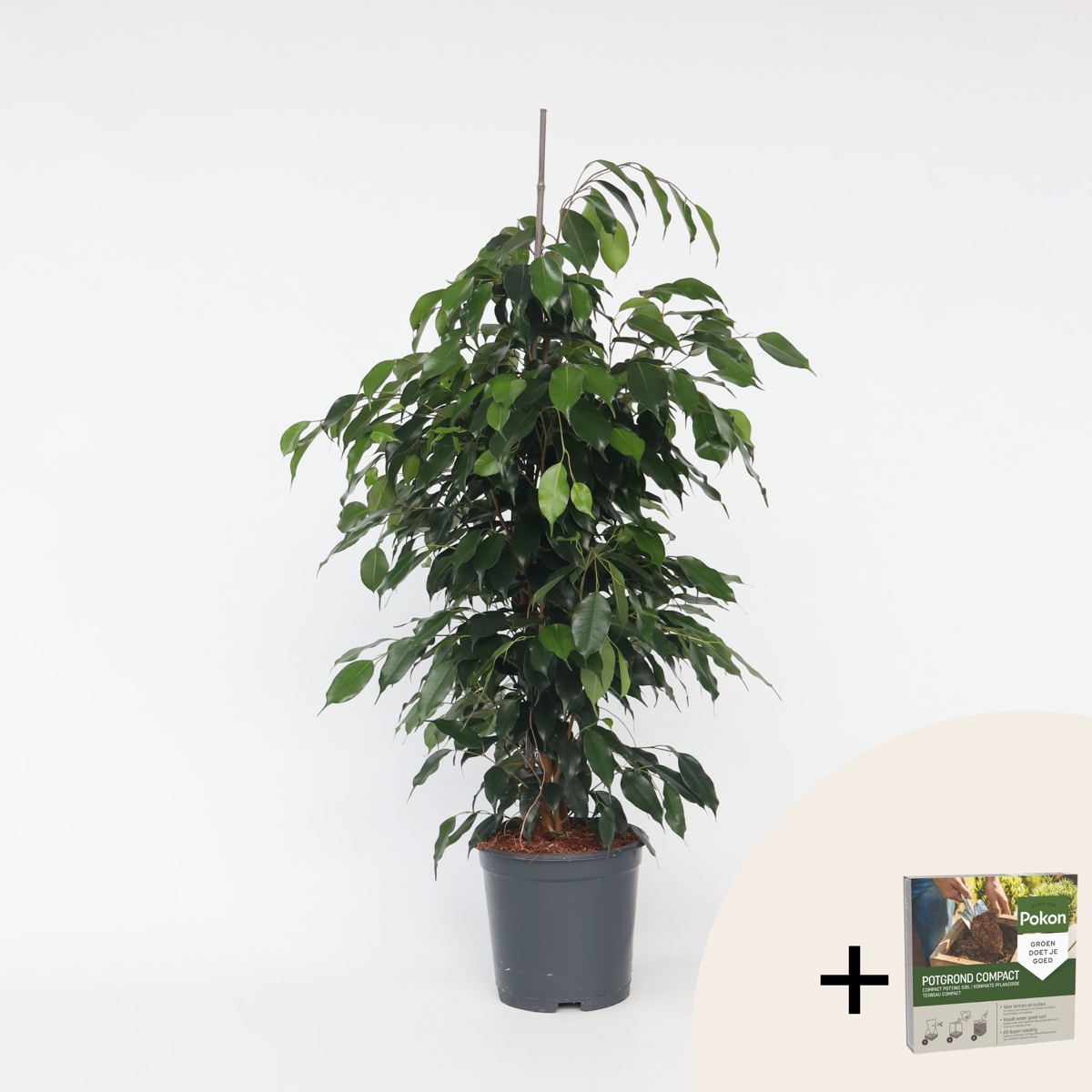 Other Green Houseplants Geigenpflanze - Ficus Benjamina 'Danielle' - Höhe 100-110Cm - ⌀21Cm 