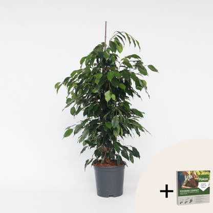 Other Green Houseplants Geigenpflanze - Ficus Benjamina 'Danielle' - Höhe 100-110Cm - ⌀21Cm 