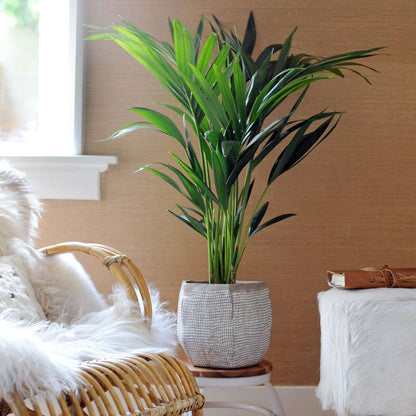 Indoor Palms Kentia Palme - Howea Forsteriana - Höhe 90-100Cm - ⌀18Cm 