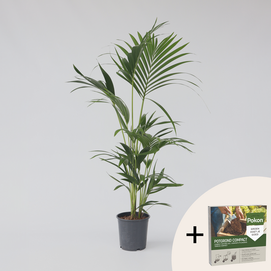 Indoor Palms Kentia Palme - Howea Forsteriana - Höhe 90-100Cm - ⌀18Cm 