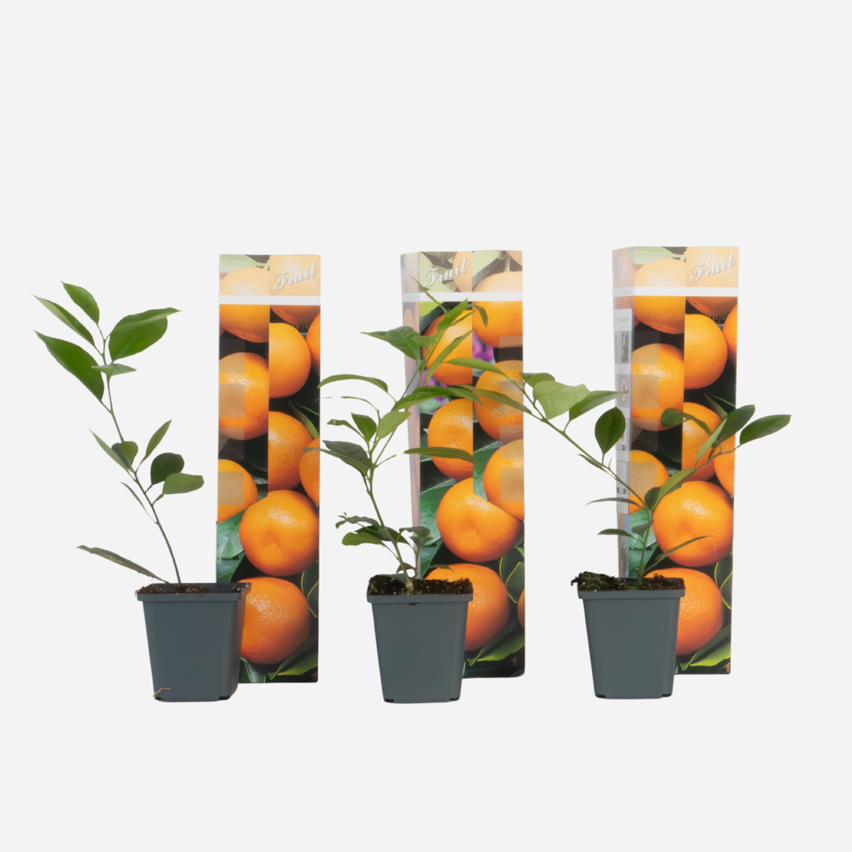 Fruit Trees Orangenbaum - 3Er-Set - Citrus Mitis Calamondin - Höhe 25-40Cm - ⌀9Cm 
