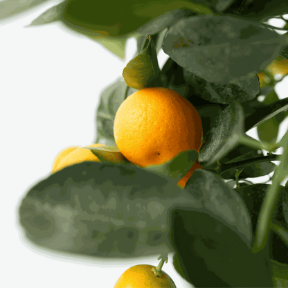 Fruit Trees Orangenbaum - 3Er-Set - Citrus Mitis Calamondin - Höhe 25-40Cm - ⌀9Cm 