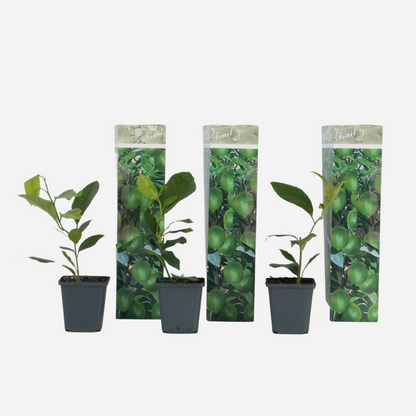 Fruit Trees Zitronenbaum - 3Er-Set - Citrus Limon - Höhe 25-40Cm - ⌀9Cm 