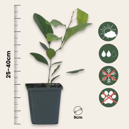Fruit Trees Zitronenbaum - 3Er-Set - Citrus Limon - Höhe 25-40Cm - ⌀9Cm 