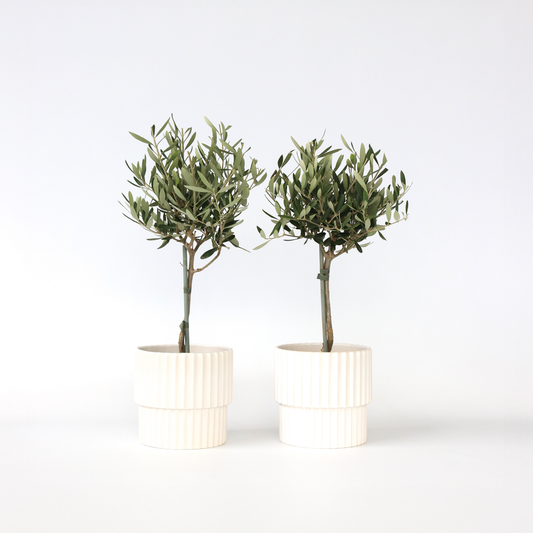 Olive Trees Olivenbaum - 2 Stk - Olea Europaea - Höhe 50-60Cm - ⌀14Cm 