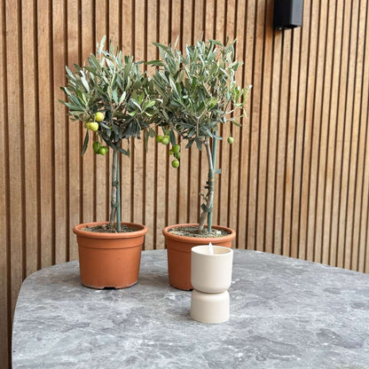 Olive Trees Olivenbaum - 2 Stk - Olea Europaea - Höhe 50-60Cm - ⌀14Cm 