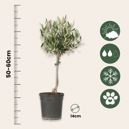 Olive Trees Olivenbaum - 2 Stk - Olea Europaea - Höhe 50-60Cm - ⌀14Cm 