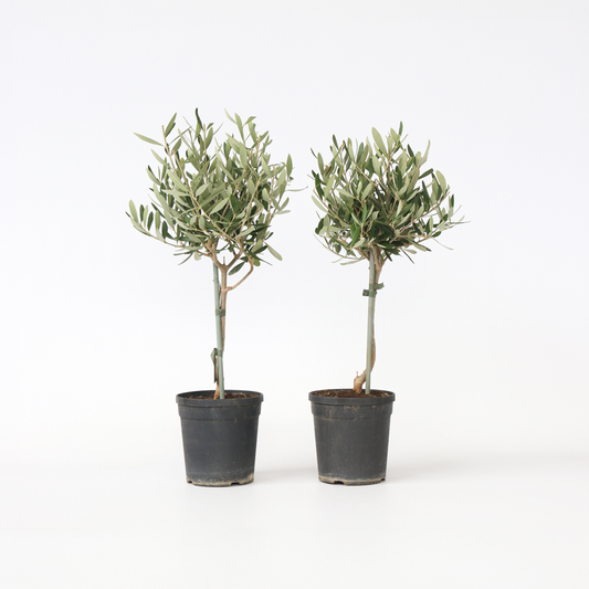 Olive Trees Olivenbaum - 2 Stk - Olea Europaea - Höhe 50-60Cm - ⌀14Cm 
