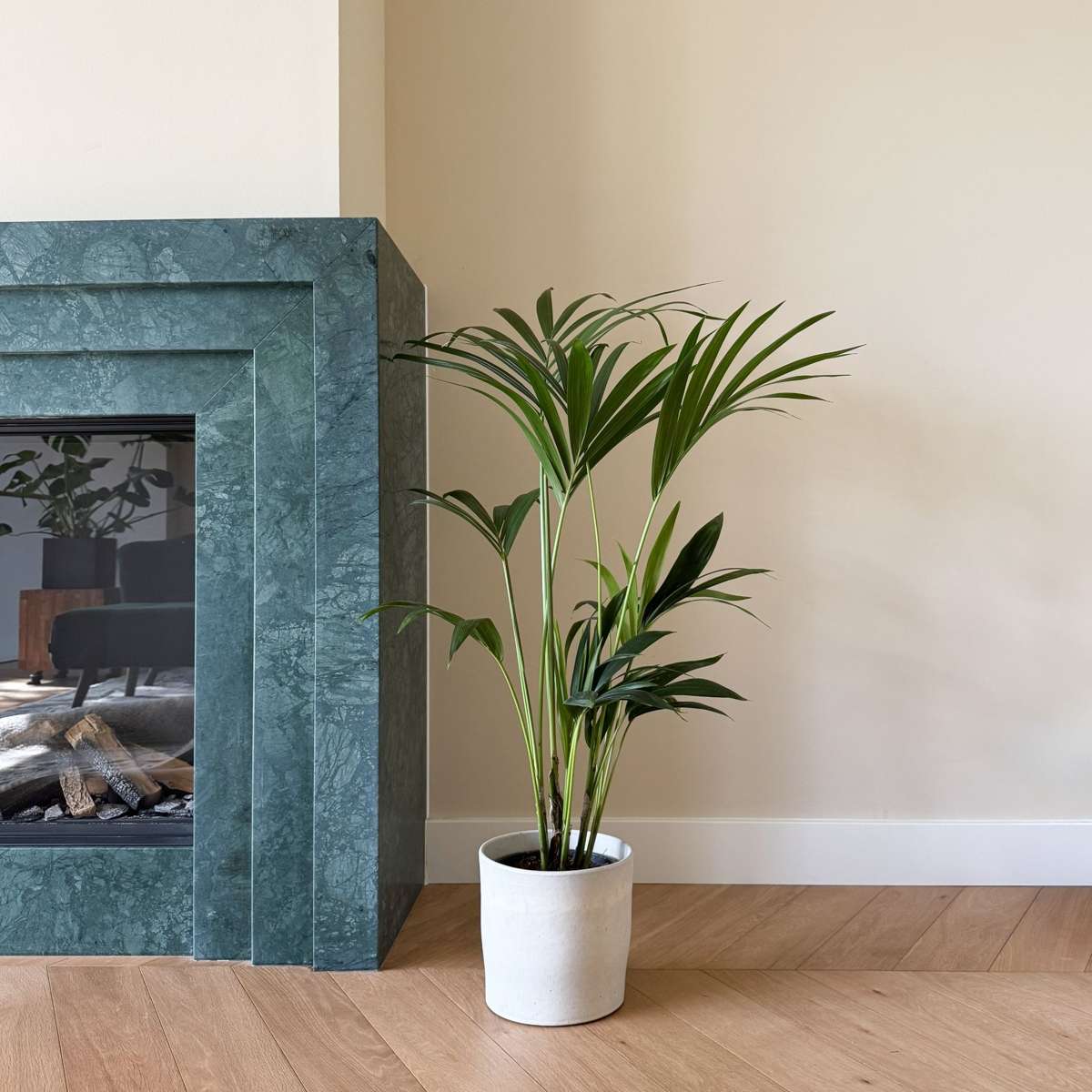 Indoor Palms Kentia Palme - Howea Forsteriana - Höhe 90-100Cm - ⌀18Cm 