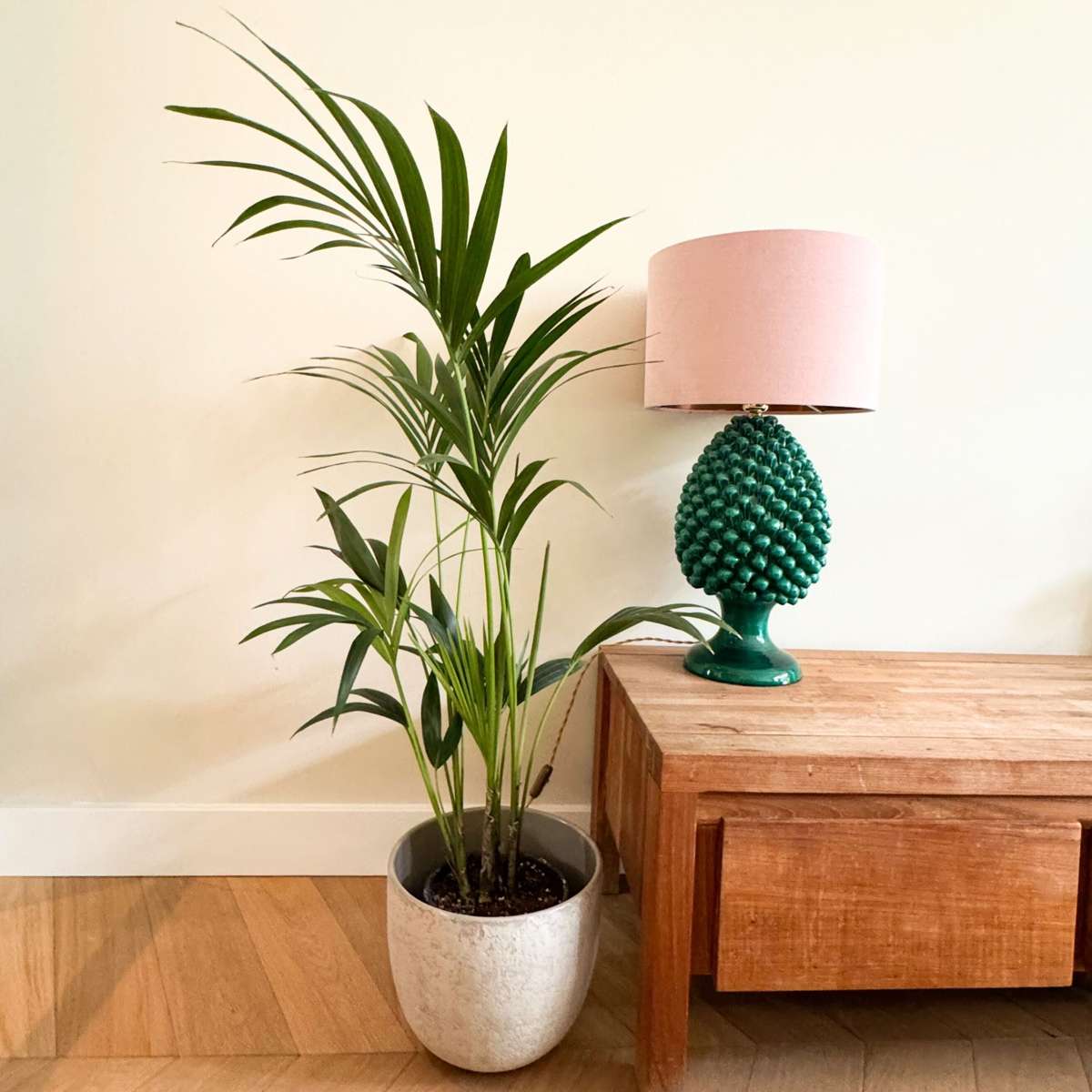 Indoor Palms Kentia Palme - Howea Forsteriana - Höhe 90-100Cm - ⌀18Cm 