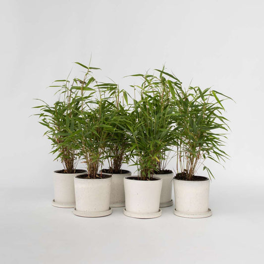 Bamboo Shrubs Bambus - 6 Stk - Fargesia Rufa - Höhe 25-40Cm - ⌀13Cm 