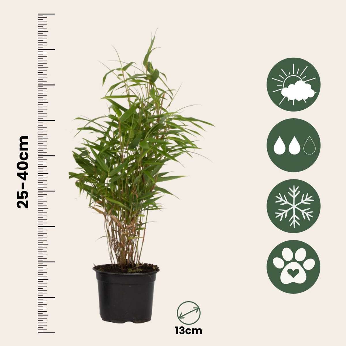 Bamboo Shrubs Bambus - 6 Stk - Fargesia Rufa - Höhe 25-40Cm - ⌀13Cm 