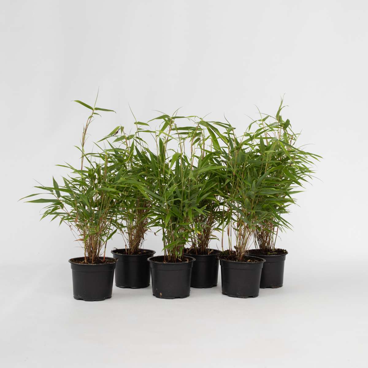 Bamboo Shrubs Bambus - 6 Stk - Fargesia Rufa - Höhe 25-40Cm - ⌀13Cm 