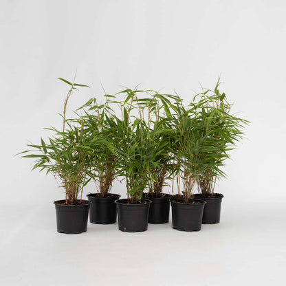 Bamboo Shrubs Bambus - 6 Stk - Fargesia Rufa - Höhe 25-40Cm - ⌀13Cm 