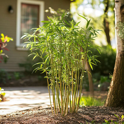 Bamboo Shrubs Bambus - 6 Stk - Fargesia Rufa - Höhe 25-40Cm - ⌀13Cm 