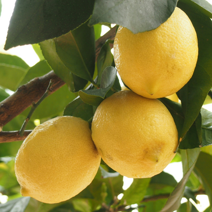 Fruit Trees Zitronenbaum - Citrus Limon - Höhe 60-70Cm - ⌀19Cm 