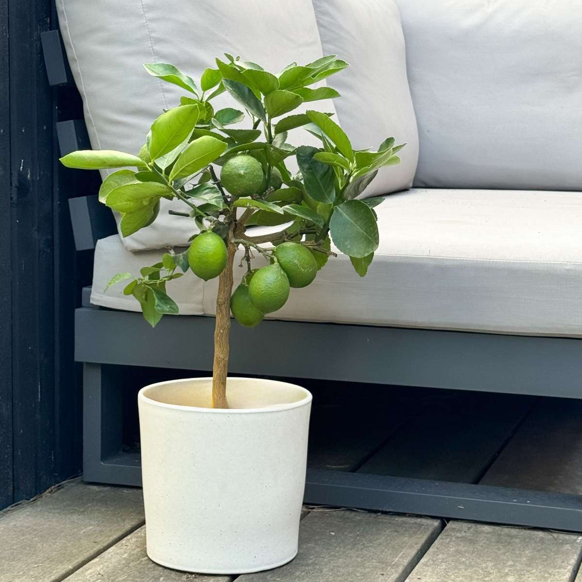 Fruit Trees Zitronenbaum - Citrus Limon - Höhe 60-70Cm - ⌀19Cm 