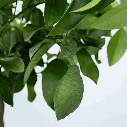 Fruit Trees Zitronenbaum - Citrus Limon - Höhe 60-70Cm - ⌀19Cm 