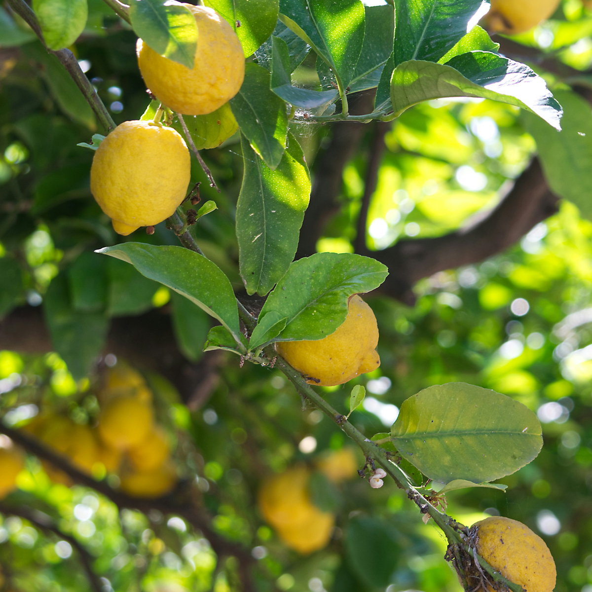 Fruit Trees Zitronenbaum - Citrus Limon - Höhe 60-70Cm - ⌀19Cm 
