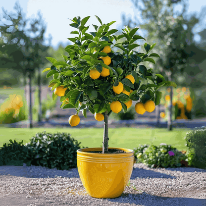 Fruit Trees Zitronenbaum - Citrus Limon - Höhe 60-70Cm - ⌀19Cm 