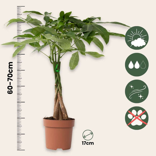 Other Green Houseplants Glückskastanie - Pachira Aquatica - Höhe 60-70Cm - ⌀17Cm 