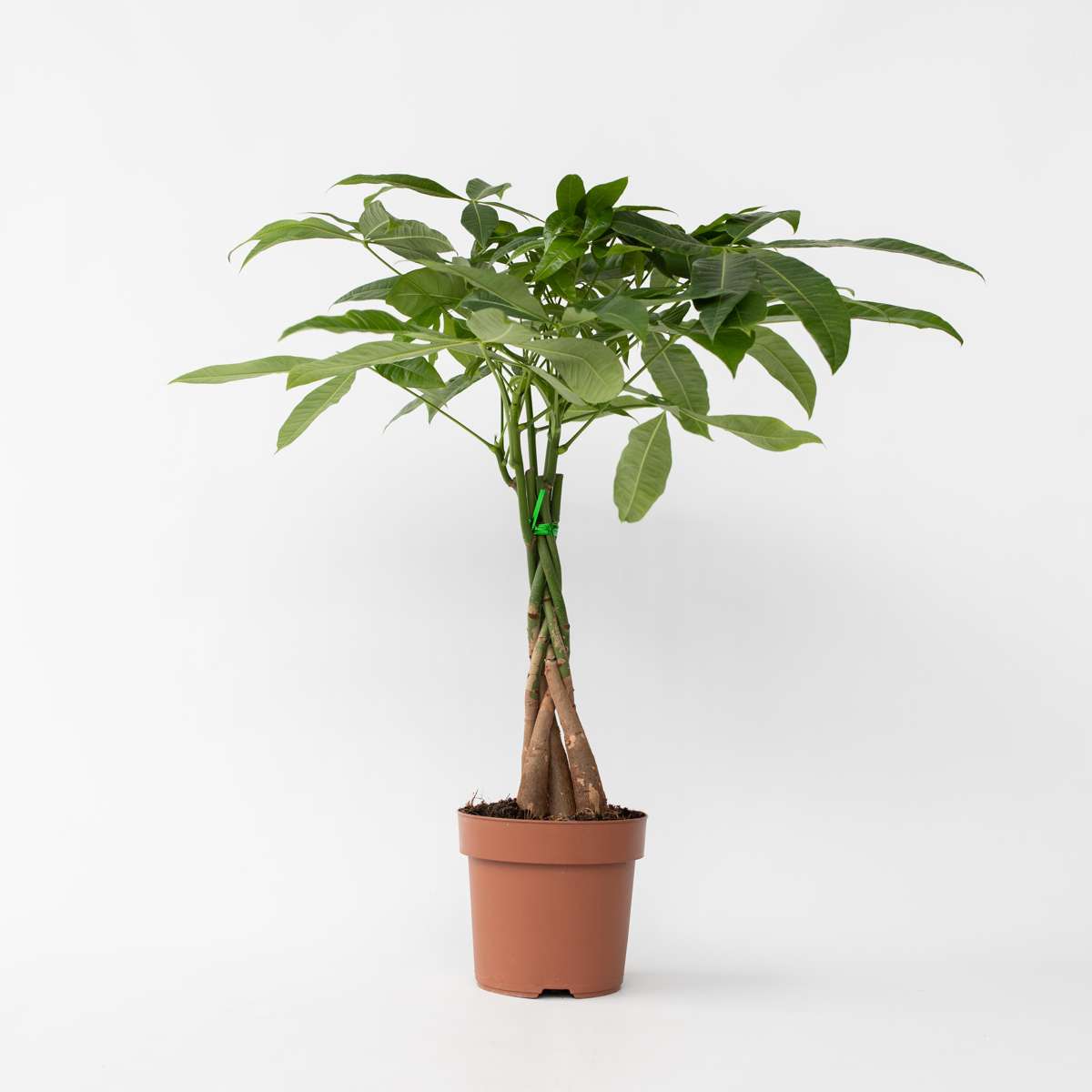 Other Green Houseplants Glückskastanie - Pachira Aquatica - Höhe 60-70Cm - ⌀17Cm 