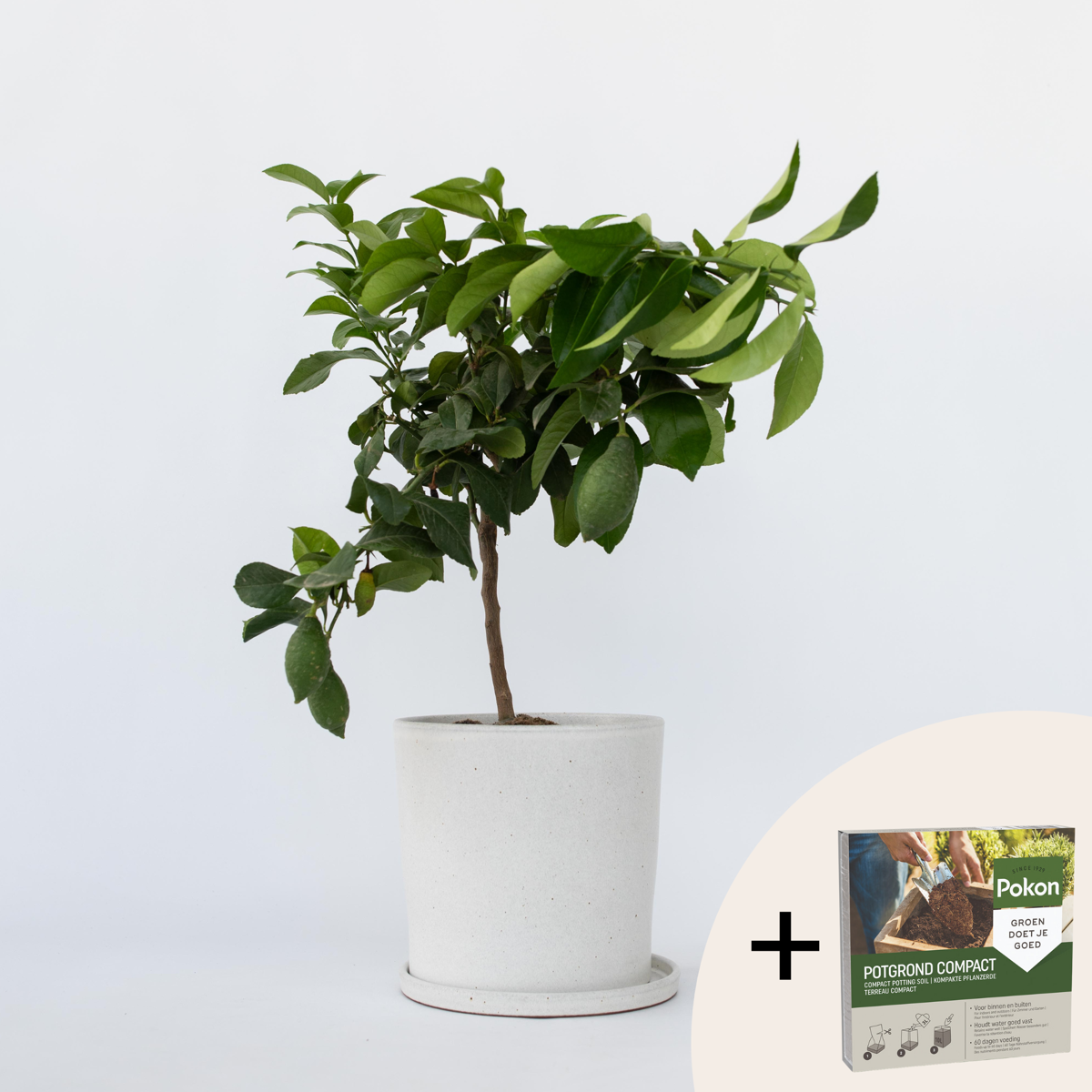 Fruit Trees Zitronenbaum - Citrus Limon - Höhe 60-70Cm - ⌀19Cm 