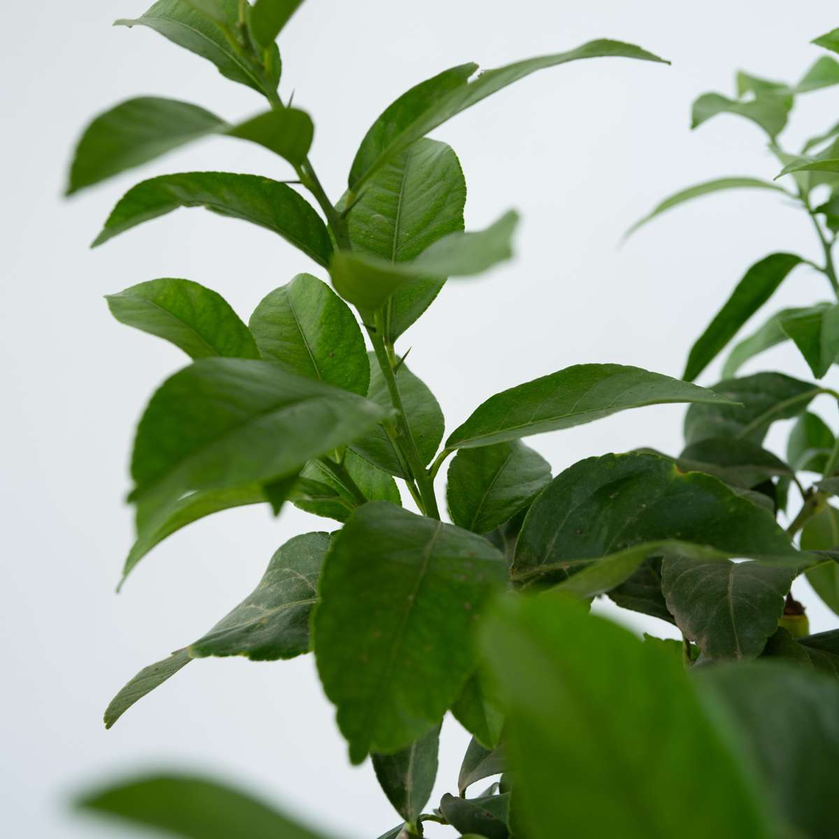 Fruit Trees Zitronenbaum - Citrus Limon - Höhe 60-70Cm - ⌀19Cm 