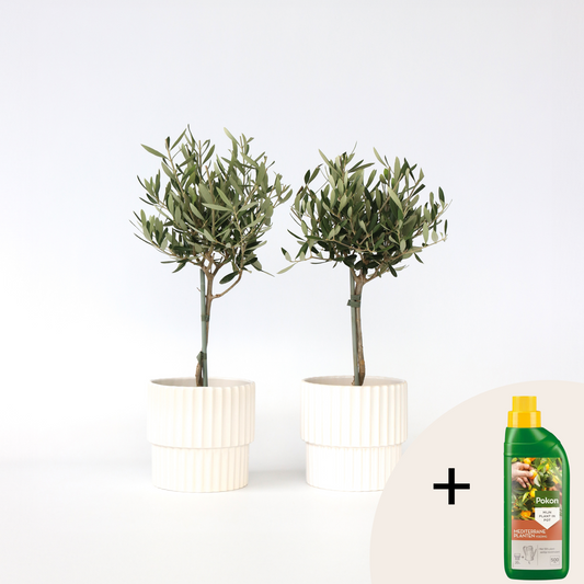 Other Garden Plants Olivenbaum - 2 Stk - Olea Europaea - Höhe 50-60Cm - ⌀14Cm 