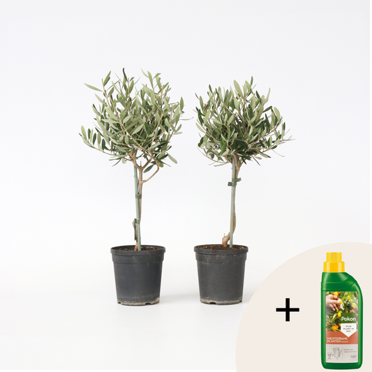Other Garden Plants Olivenbaum - 2 Stk - Olea Europaea - Höhe 50-60Cm - ⌀14Cm 
