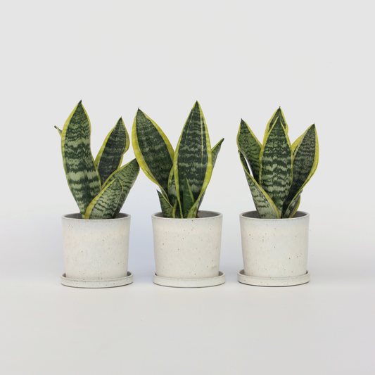 Sansevieria Bogenhanf - 3 Stk - Sansevieria 'Futura Superba' - Höhe 35-40Cm - ⌀12Cm 