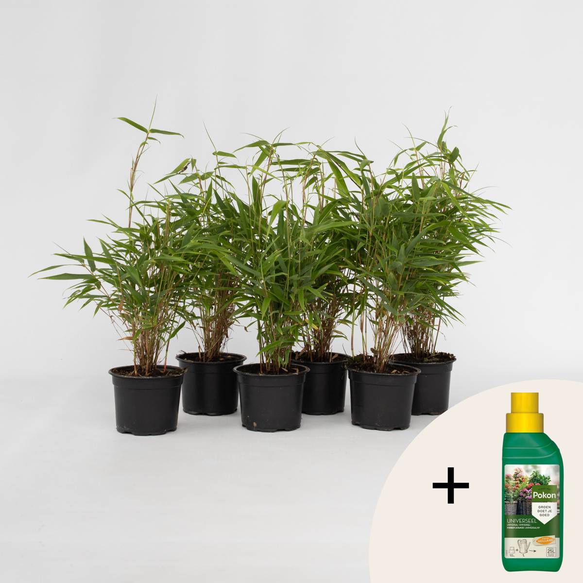 Bamboo Shrubs Bambus - 6 Stk - Fargesia Rufa - Höhe 25-40Cm - ⌀13Cm 