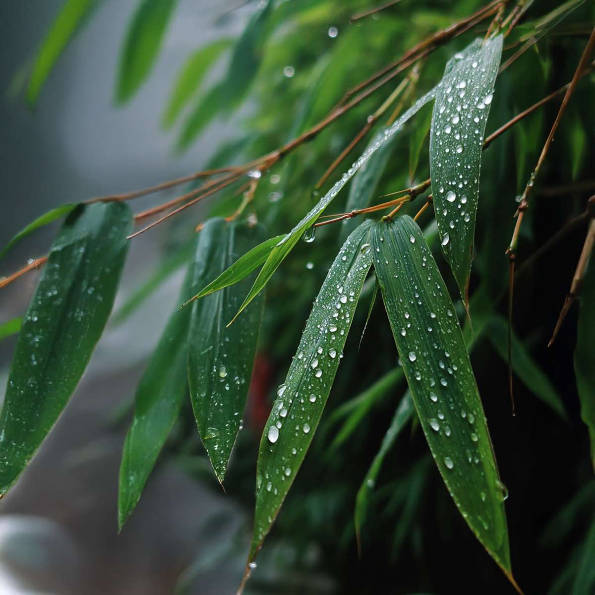 Bamboo Shrubs Bambus - 6 Stk - Fargesia Rufa - Höhe 25-40Cm - ⌀13Cm 