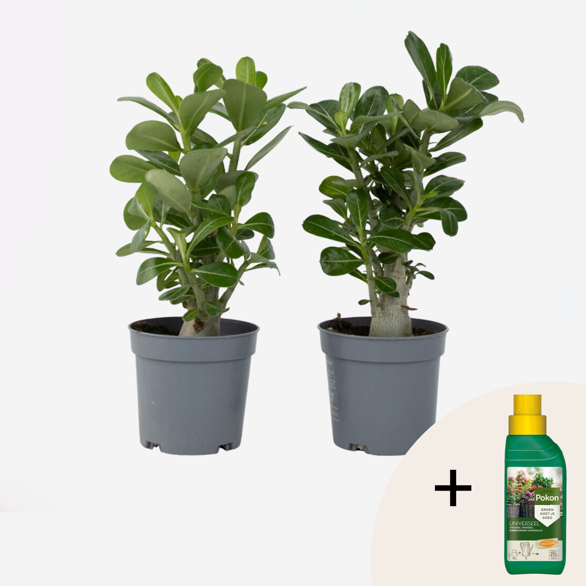 Blooming Houseplants Wüstenrose - 2 Stk - Adenium Obesum - Höhe 25-40Cm - ⌀11Cm 