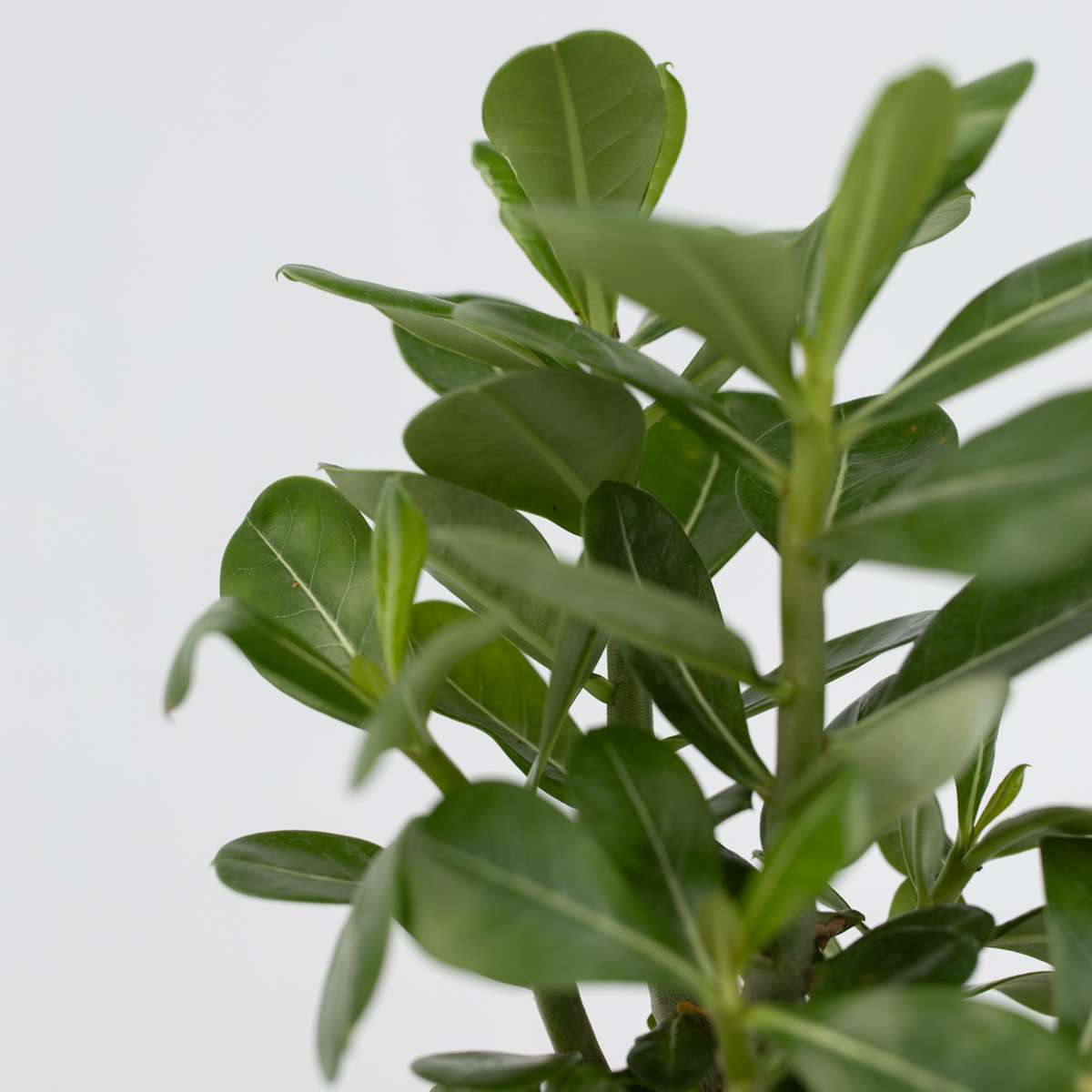 Blooming Houseplants Wüstenrose - 2 Stk - Adenium Obesum - Höhe 25-40Cm - ⌀11Cm 