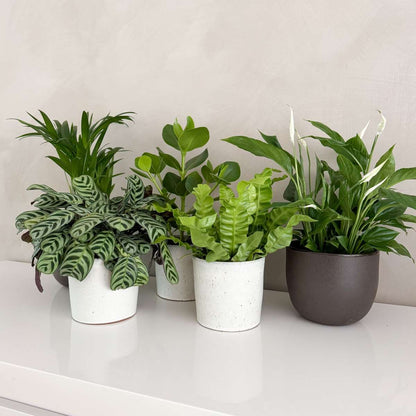 Other Green Houseplants Luftreinigende Zimmerpflanzen - 5 Stk - Höhe 25-40Cm - ⌀12Cm 