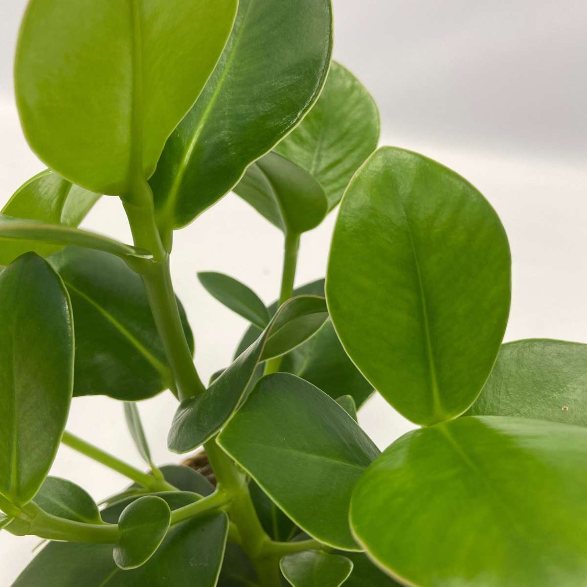 Other Green Houseplants Luftreinigende Zimmerpflanzen - 5 Stk - Höhe 25-40Cm - ⌀12Cm 