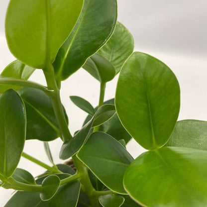 Other Green Houseplants Luftreinigende Zimmerpflanzen - 5 Stk - Höhe 25-40Cm - ⌀12Cm 