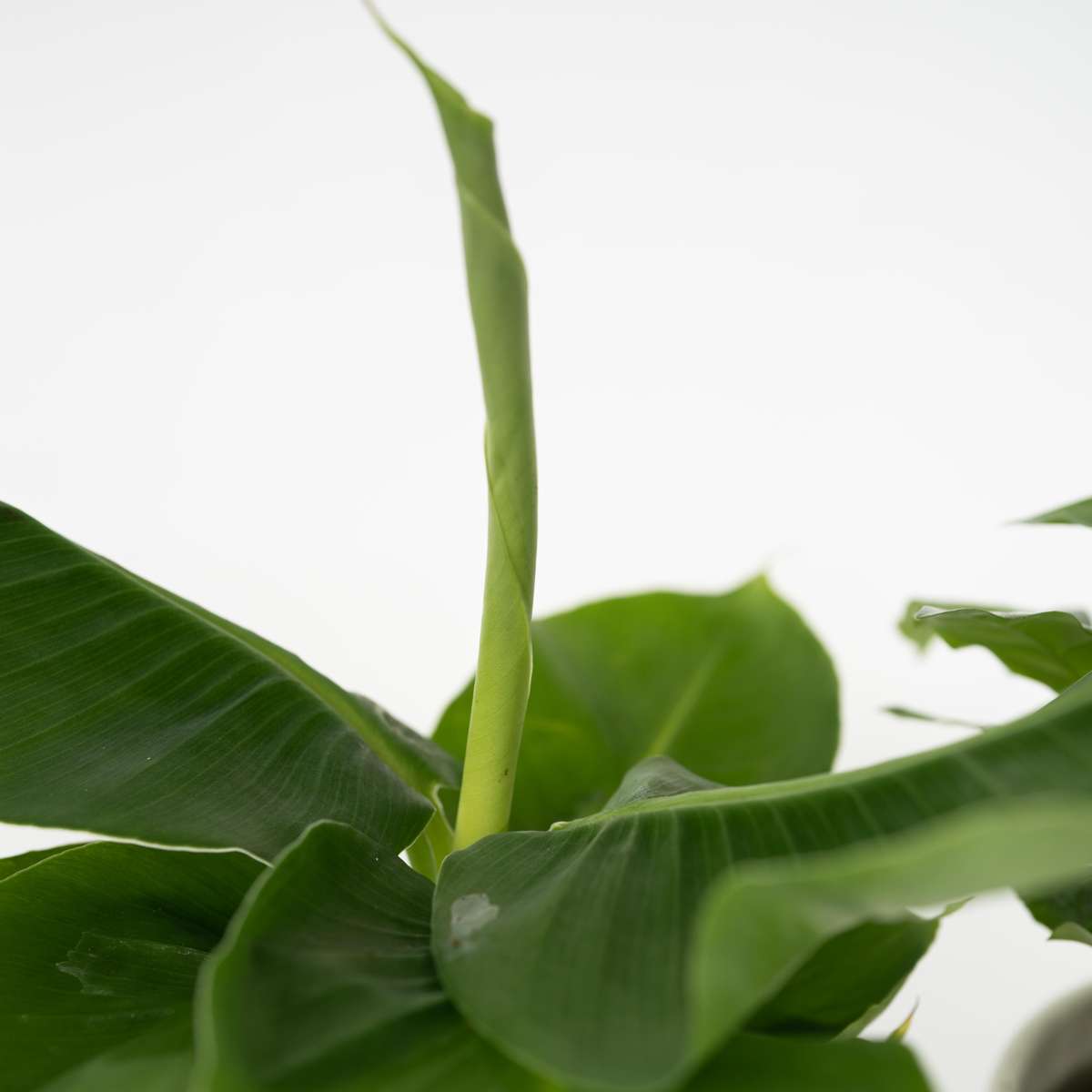 Other Green Houseplants Vier Pflanzen - 4 Stk - Chamaedorea Musa Syngonium Coffea - Höhe 25-40Cm - ⌀12Cm 