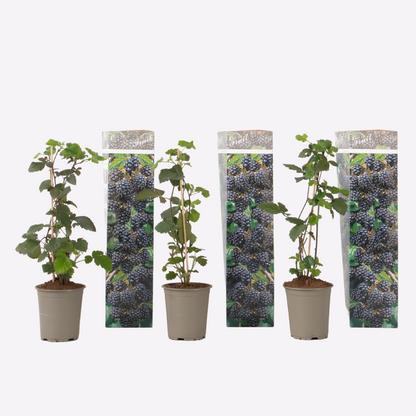Fruit Trees Brombeere - 3Er-Set - Rubus Thornless - Höhe 25-40Cm - ⌀9Cm 