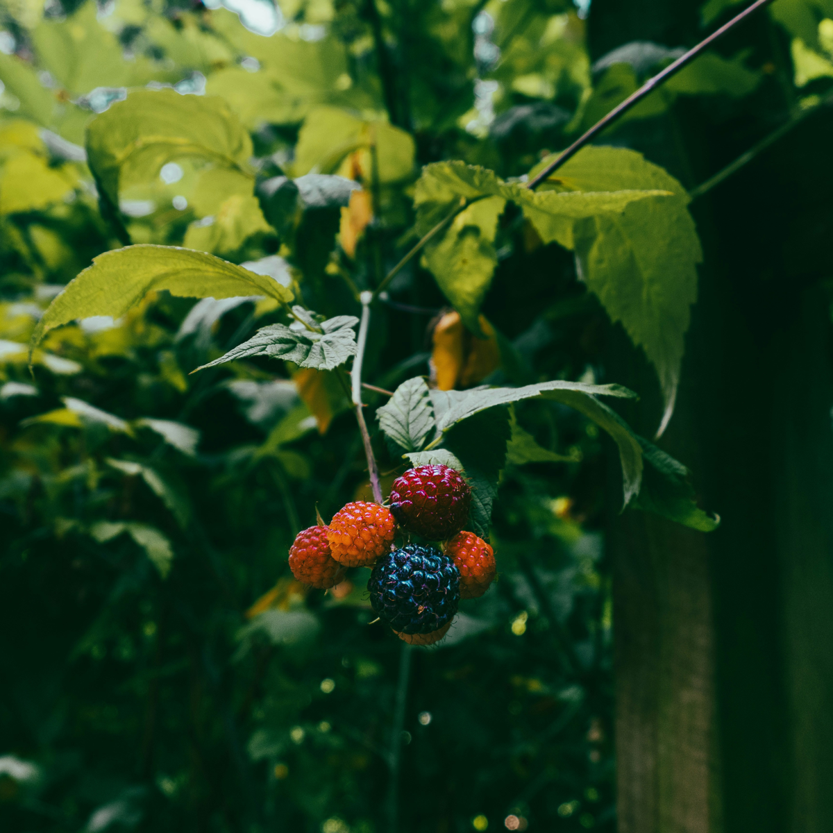 Fruit Trees Brombeere - 3Er-Set - Rubus Thornless - Höhe 25-40Cm - ⌀9Cm 