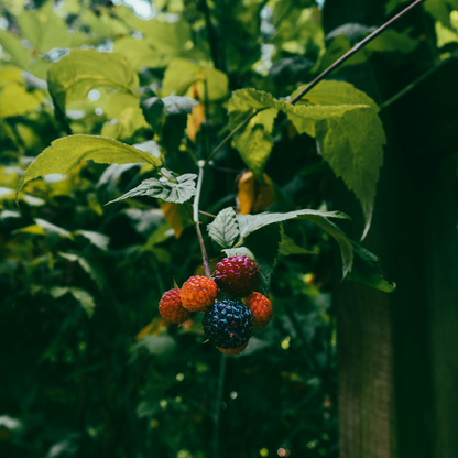 Fruit Trees Brombeere - 3Er-Set - Rubus Thornless - Höhe 25-40Cm - ⌀9Cm 