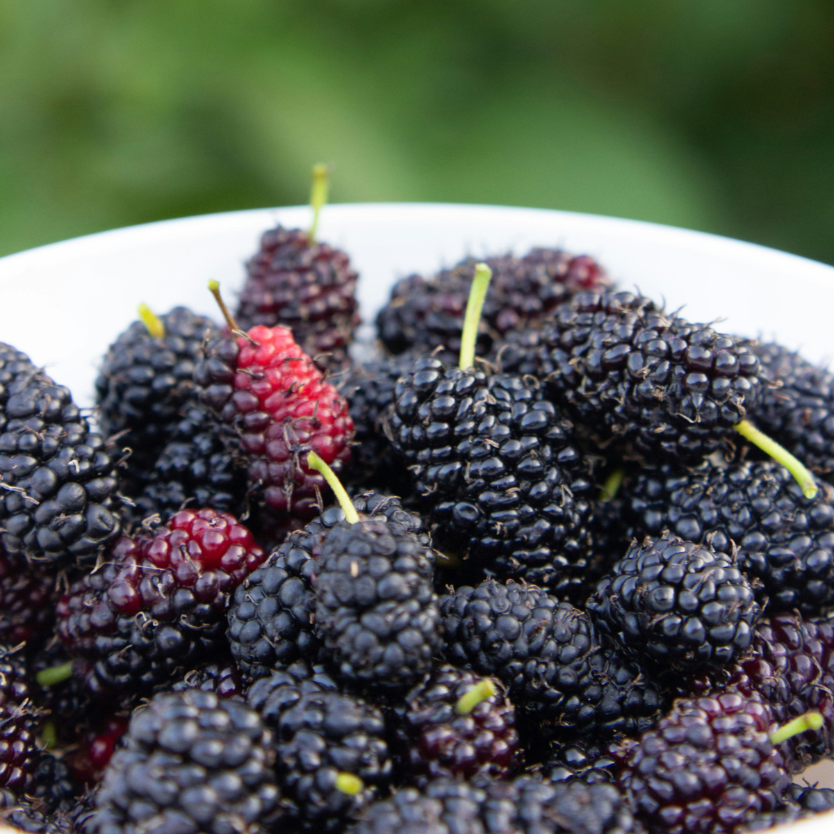 Fruit Trees Brombeere - 3Er-Set - Rubus Thornless - Höhe 25-40Cm - ⌀9Cm 