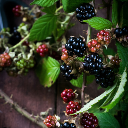 Fruit Trees Brombeere - 3Er-Set - Rubus Thornless - Höhe 25-40Cm - ⌀9Cm 