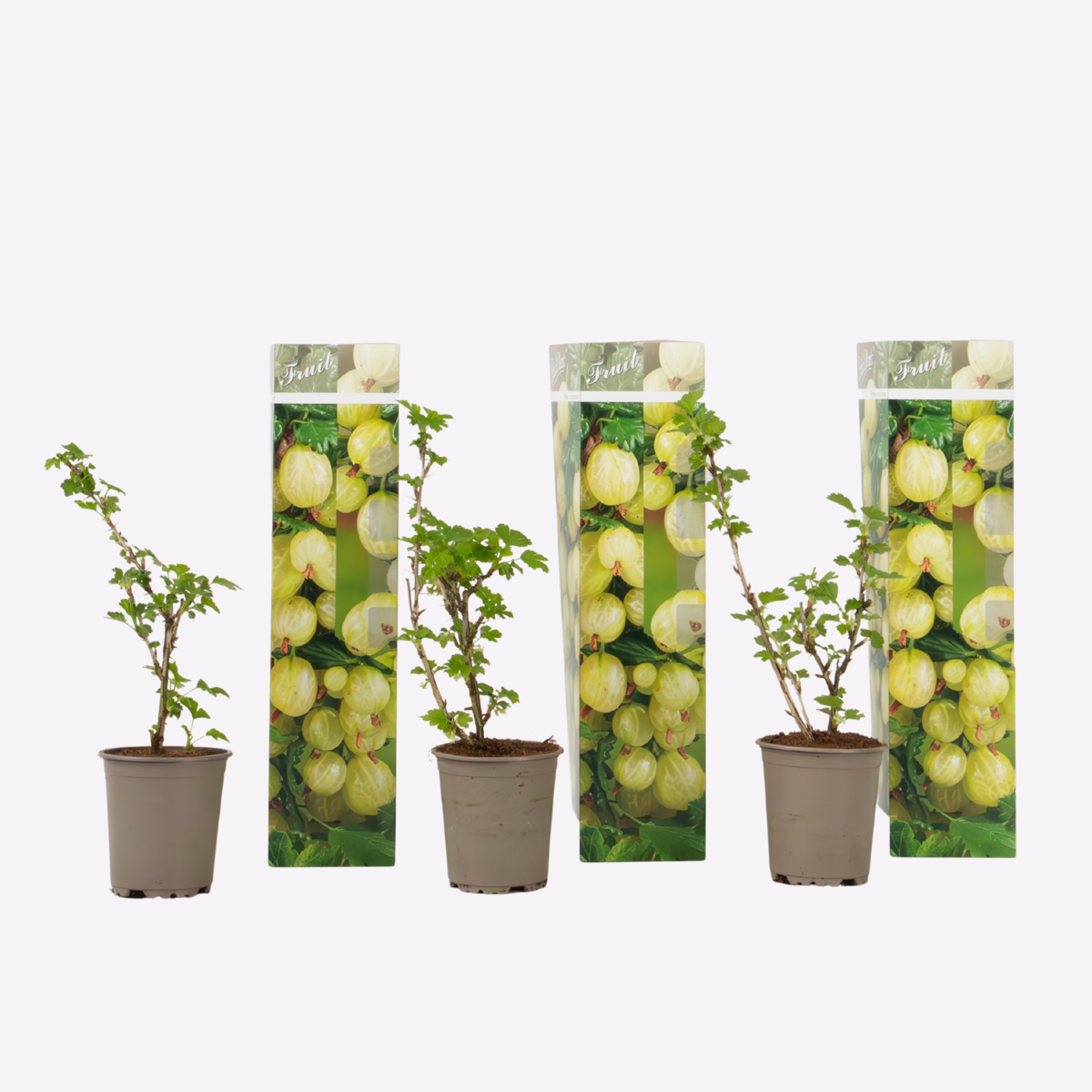 Fruit Trees Stachelbeere - 3Er-Set - Ribes Uva- Crispa - Höhe 25-40Cm - ⌀9Cm 