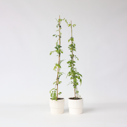 Climbers Trompetenkletterer - 2 Stk - Campsis Radicans - Höhe 110-120Cm - ⌀17Cm 