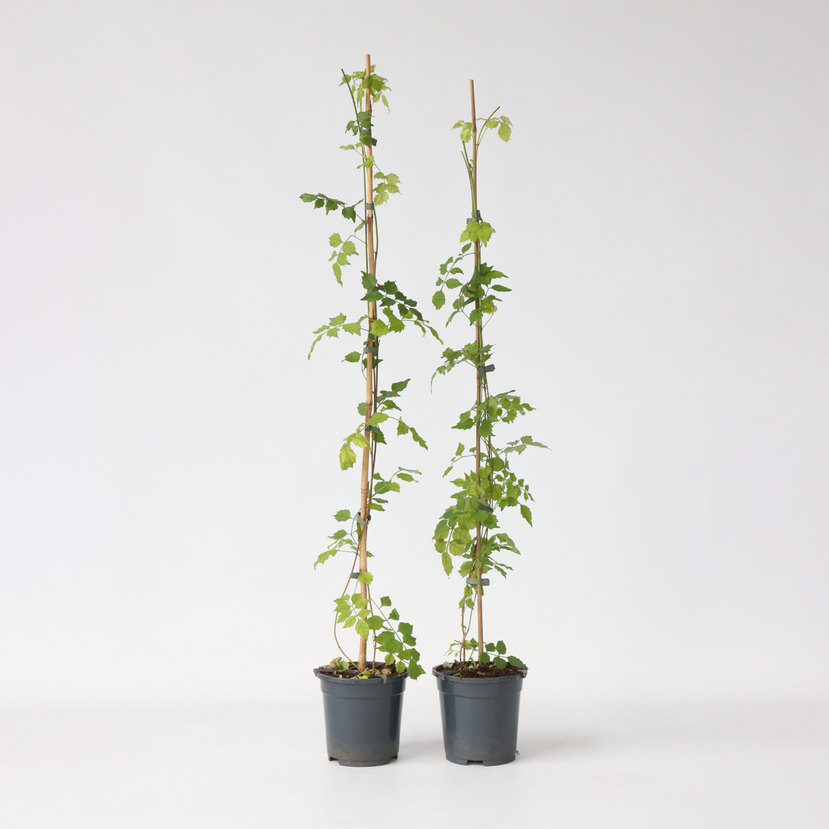 Climbers Trompetenkletterer - 2 Stk - Campsis Radicans - Höhe 110-120Cm - ⌀17Cm 