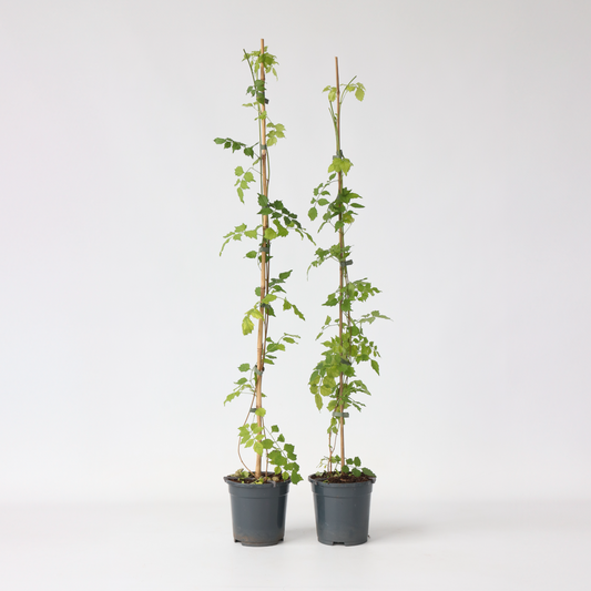 Climbers Trompetenkletterer - 2 Stk - Campsis Radicans - Höhe 110-120Cm - ⌀17Cm 