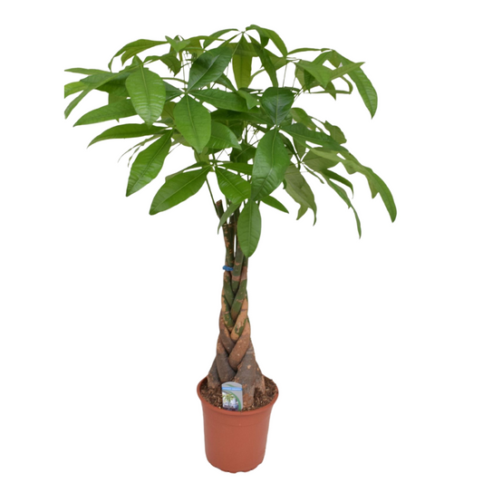 Other Green Houseplants Glückskastanie - Pachira Aquatica - Höhe 100-120Cm - ⌀24Cm 