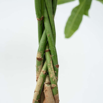 Other Green Houseplants Glückskastanie - Pachira Aquatica - Höhe 100-120Cm - ⌀24Cm 